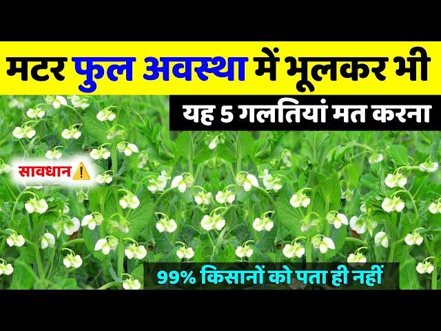 मटर फुल अवस्था में यह 5 गलती ना करें🫛मटर फुल अवस्था में सावधानीमटर की खेती | Matar flowering stage