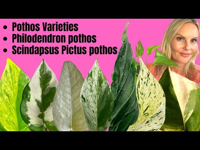 Pothos Varieties | Philodendron pothos | Scindapsus Pictus pothos | MOODY BLOOMS