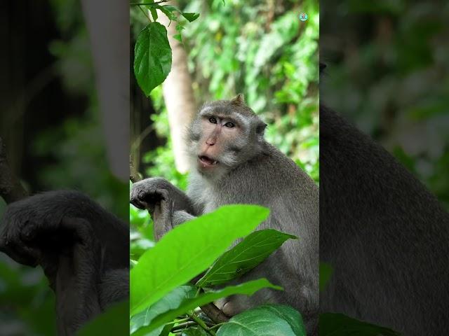 Life of Baboons: A Magical Journey Through the Wild