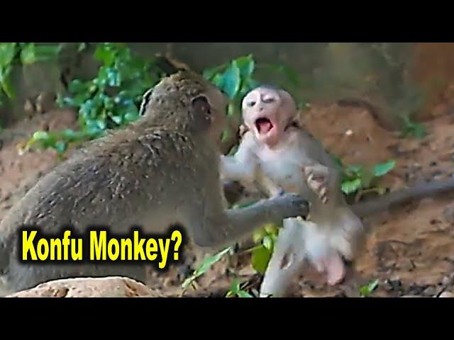 Super Active Baby Monkey Bobby Never Stays Still