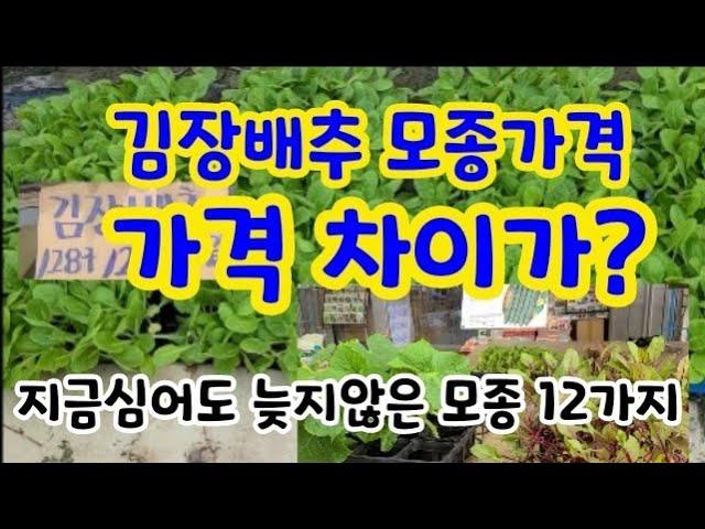 일반배추모종과 항암배추 모종가격 차이가? 지금 심어도 늦지 않은 텃밭작물12가지~