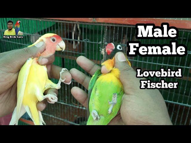 Love birds male female difference | Fisher male or female check | How to confirm male or female