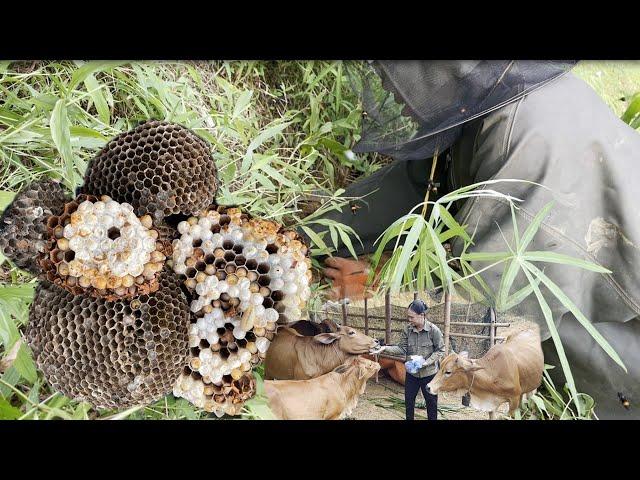 Daily life: Catch hornets and yellow jacket nests, protect cows from danger