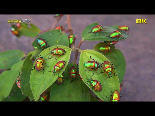 Macro World of Insects (1 Hour) 8K HDR