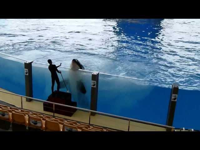 Orca Training im Loro-Park (Loro Parque) auf Teneriffa