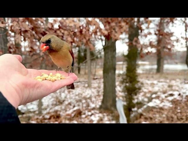 Hand-feeding Birds in Slow Mo - Northern Cardinals and friends