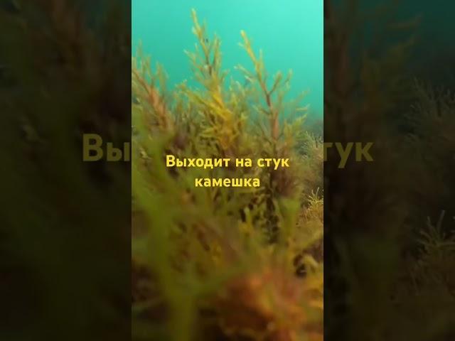 Подводная охота из большого фильма Абхазия на канале