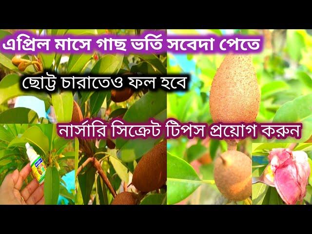 নার্সারি সিক্রেট টিপস প্রয়োগে সবেদা গাছে প্রচুর ফল  পাবেন। একটি খাবারে ফুল-ফল আসতে বাধ্য। সফেদা ফল