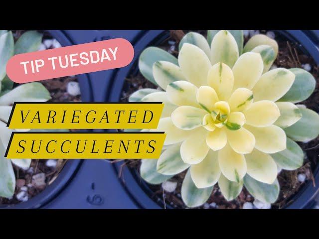 Tip Tuesday: Variegated Succulents