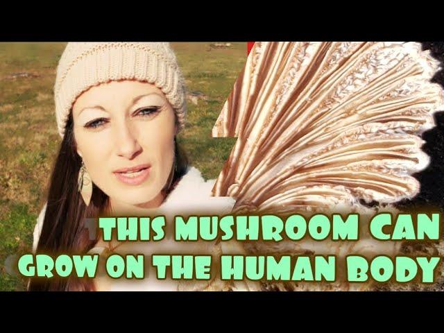 MUSHROOM GROWING ON THE HUMAN BODY #SPLITGILLMUSHROOM #foragingformushrooms #fungi #primitiveskills