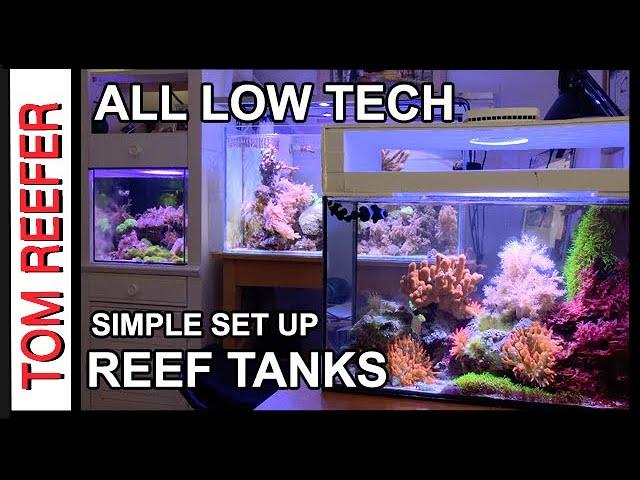 Reef Tank ( LOW TECH. EASY REEF SET UPS)  Super Successful!