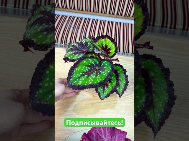 Заказ бегоний. Посылочка для нашего покупателя. #begonia #бегонии