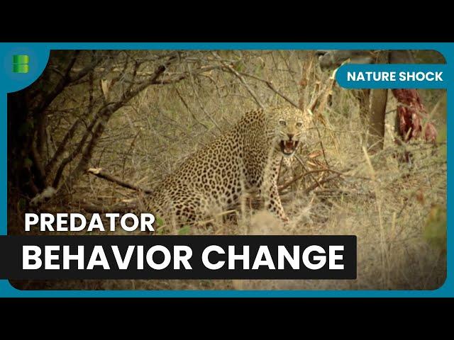 Man Eating Lions Terrorize Villages - Nature Shock - Documentary