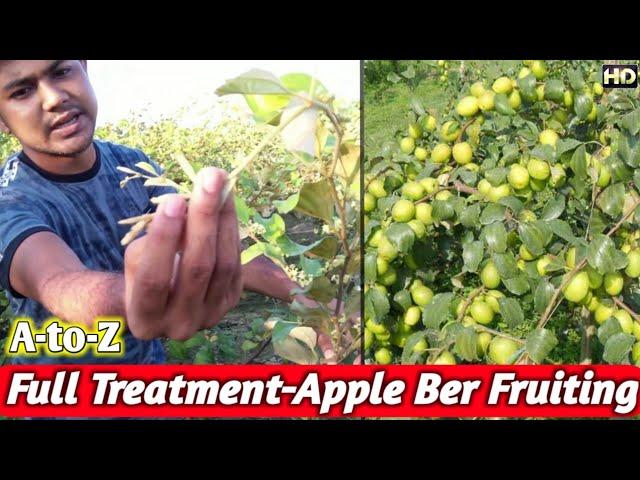 Best Treatment for Apple Ber Farming - A to Z Discussion