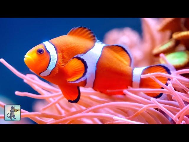 2 HOURS of Stunning Clownfish, Coral Reefs & Colorful Sea Life  Ocean Fish Relaxing Aquarium Music