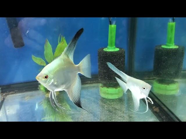 Bulgarian Seal Point Angelfish Breeder Pair #2