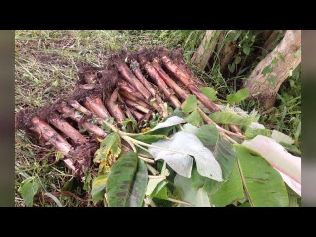 Basics For Producing Your Own Plantain/ Banana Suckers From One Parent Plant | Beginners Tips 2023