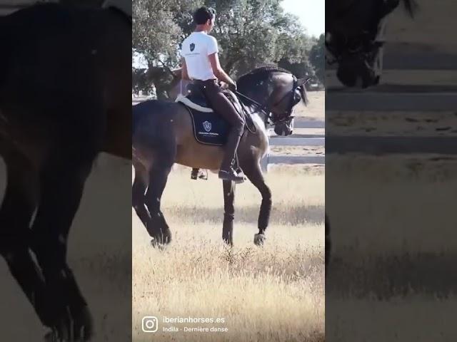 Interesting Buckskin Spanish horse. Born in 2015 - 167cm.