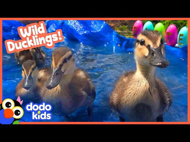 Family Of Ducklings Move Into Lady's Pool | Animal Videos | Dodo Kids