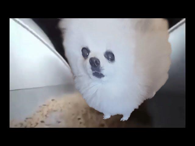 chipi chipi chapa chapa dubi dubi daba daba DOG