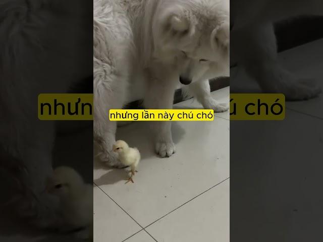 Ban đầu chú chó cưng cứ hù đùa giỡn với gà con nhưng sau đó thì