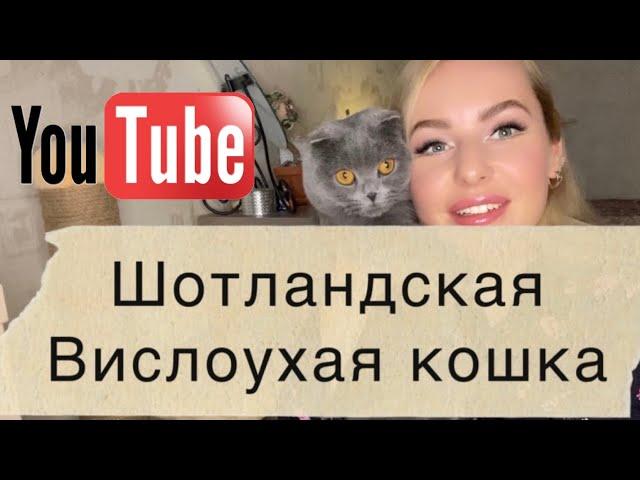 Шотландская вислоухая кошка.характер, особенности породы