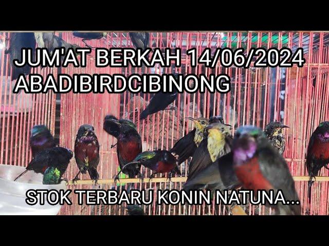 Update stok terbaru konin natuna #abadibirdcibinong Jum'at berkah 14/062024harga & stok burung