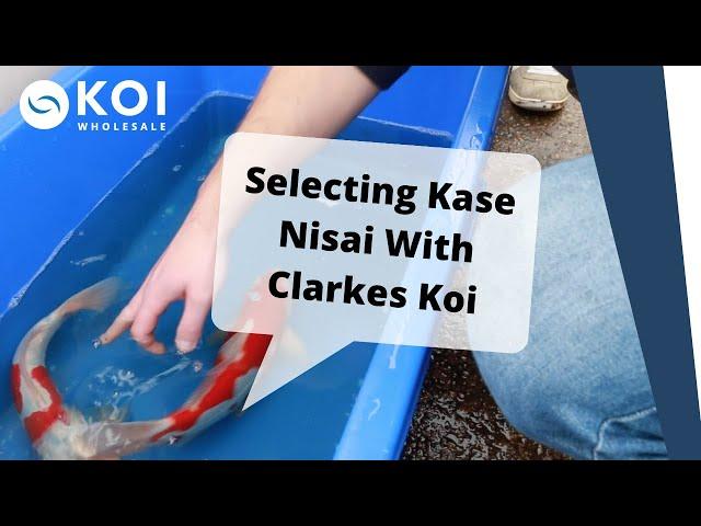 Selecting Kase Nisai with Clarkes Koi