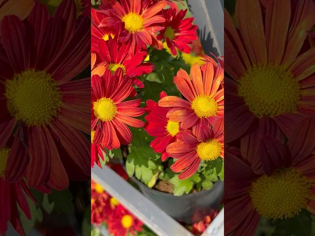 Special red chrysanthemum flowers || Home Gardening | #flowers #youtubeshorts #shorts