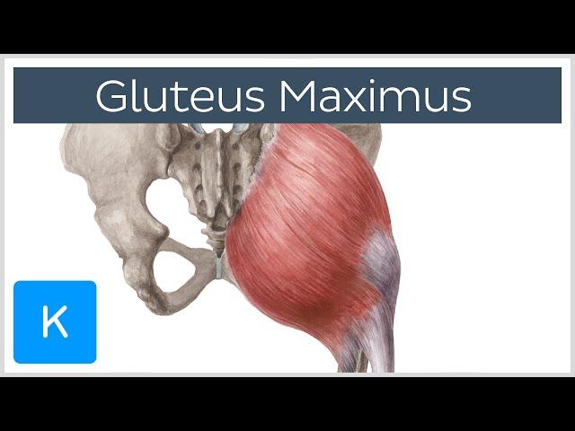 Gluteus Maximus Muscle - Function, Origin & Insertion - Human Anatomy | Kenhub