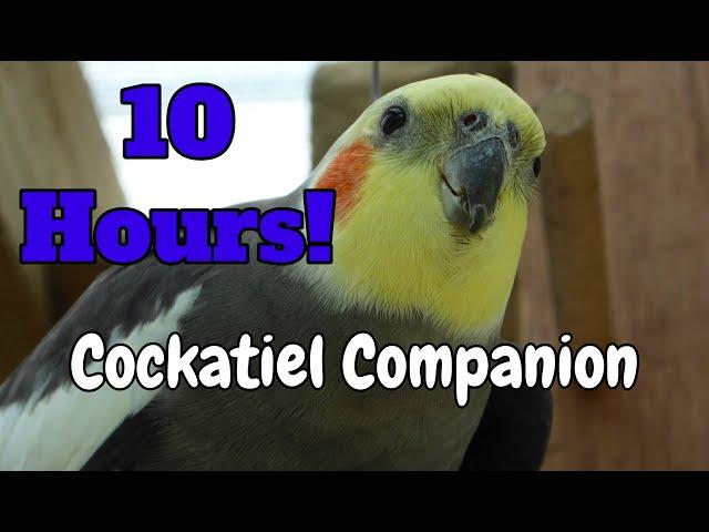 Cockatiel Companion 10 HOURS of Cockatiel and other birds sounds. No humans.