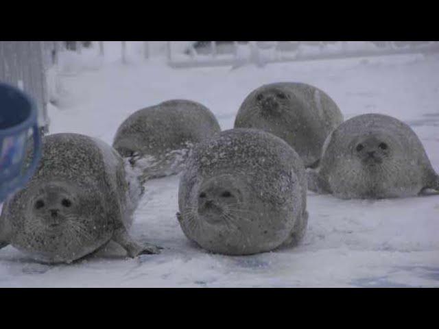 A Blubbering Bouncing Seal Collection