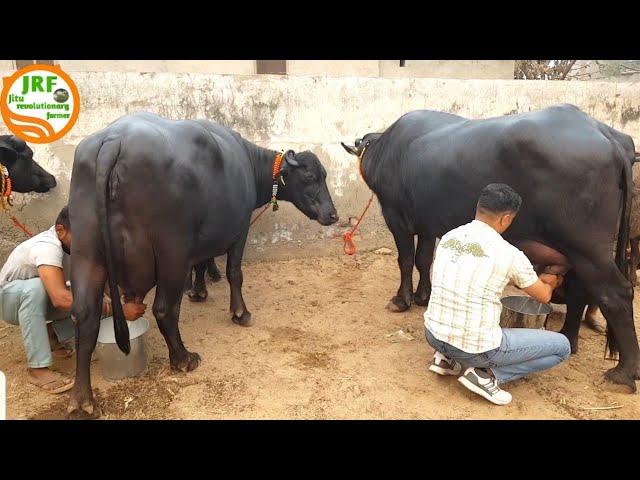 Full Milking of 5 Star - Murrah Buffaloes @Jind(Ram Niwas Ji 94668-37502).