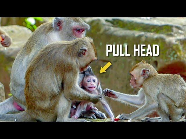 Million Pity! Newborn baby monkey Jody cry scared went big brat pull his head so hard