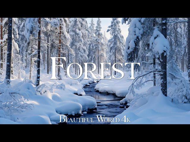 Forest in Winter 4K Amazing Aerial Film - Peaceful Piano Music - Amazing Nature