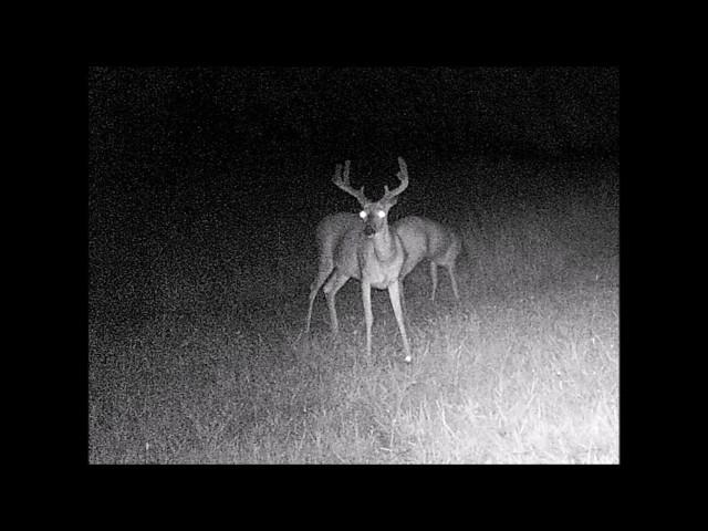 mid mo trail cam bucks as of july 4