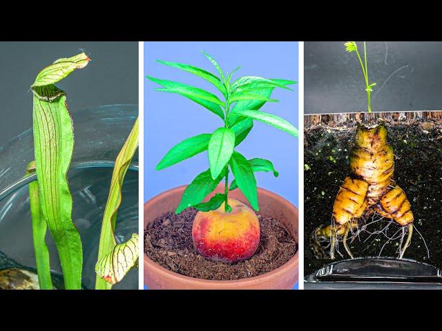 790 Days in 8 Minutes - Growing Plants Time Lapse Compilation