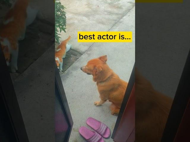 Cat and Dog are Good Actors #pets  #shorts #catanddog