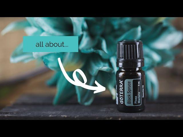 how to use black spruce | All About Black Spruce Essential Oil