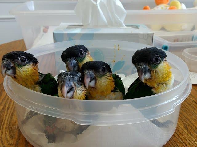 Feeding time with 8 week old baby Black Headed Caiques -- Rainbow Parrots Aviary