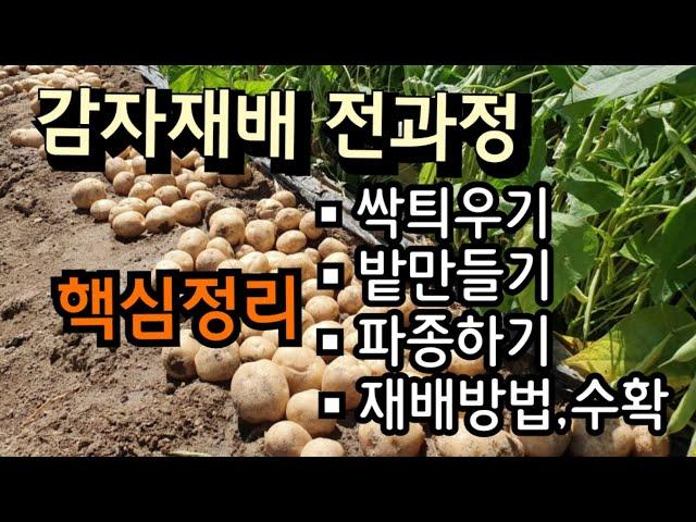 [24-177]감자재배 전과정 30분 완성 핵심정리