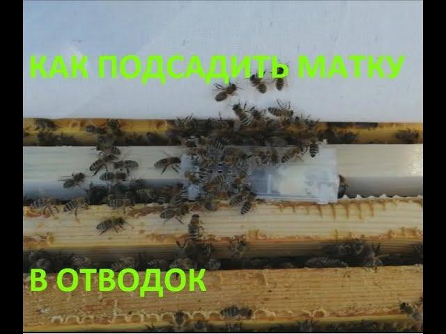 Как подсадить матку в отводок? Видео, как сделать отводок?