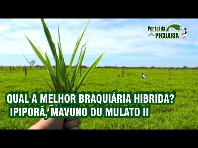 Qual a melhor Braquiária hibrida? Ipiporã, Mavuno ou Mulato II