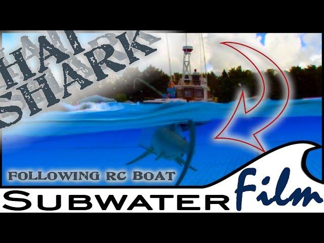 Cool DIY | SHARK hunts RC Model - easy to build, fun to watch!