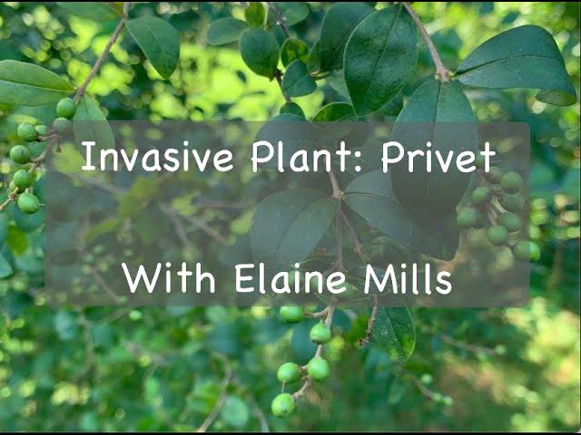 Invasive Plant: Privet