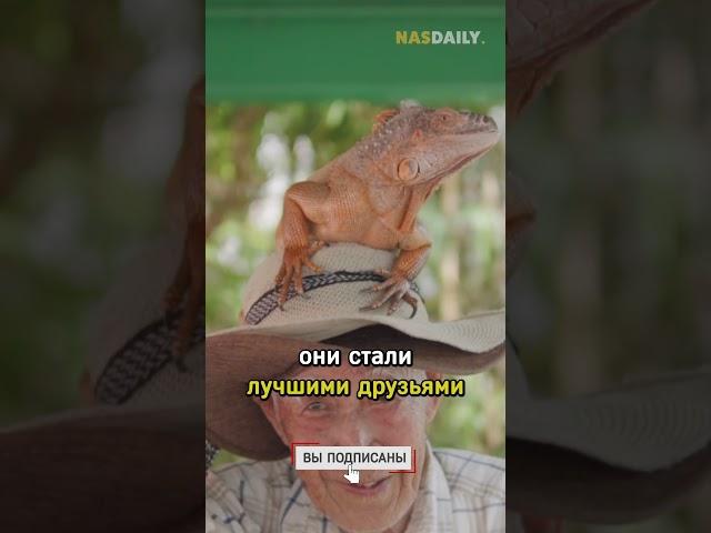 Домашняя ящерица