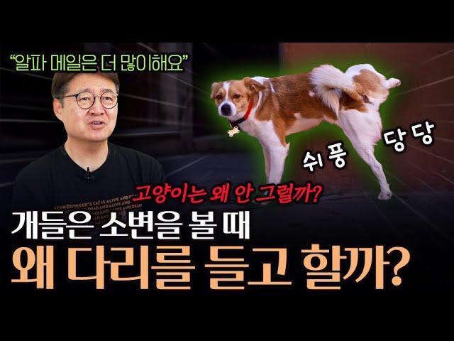 왜 개는 다리 들고, 고양이는 안 들까? 동물의 소변 자세에 숨은 진화의 비밀