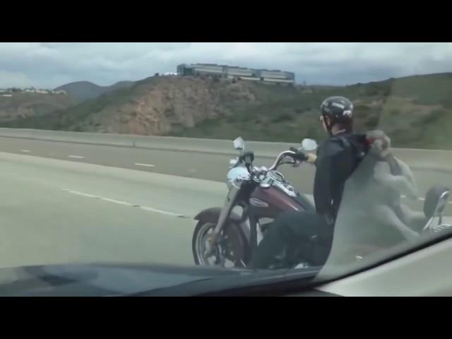 xit video populiar 2016  поплияр прикол 2016