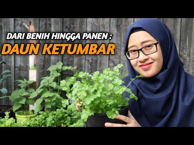 MENANAM KETUMBAR (CORIANDER) DARI BENIH HINGGA SIAP PANEN | GROWING CORIANDER FROM SEEDS TO HARVEST