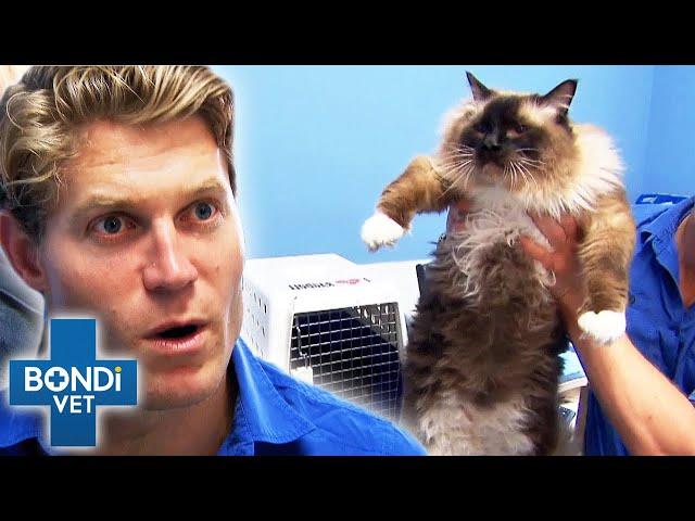 26lbs Overweight Cat Starts Weight Loss Journey | Bondi Vet